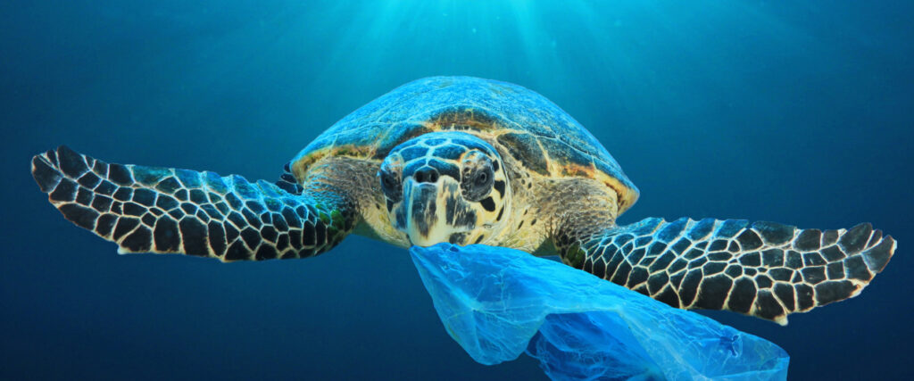 Plastic – A Blessing and A Curse
