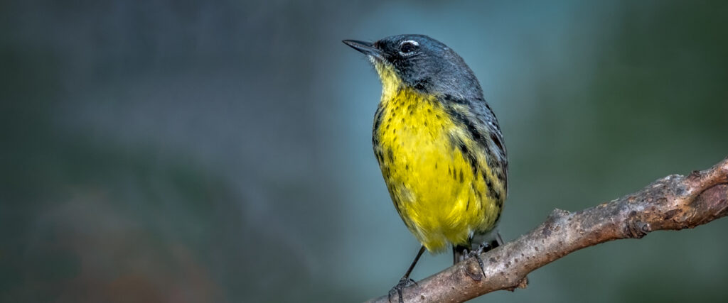 Saving the Kirtlands Warbler