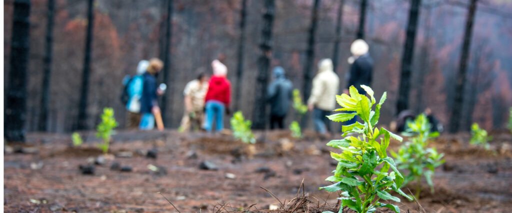 Reforestación inteligente del clima: Fuego de campamento